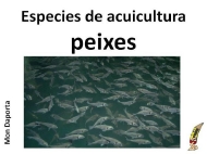 Especies de acuicultura. Peixes